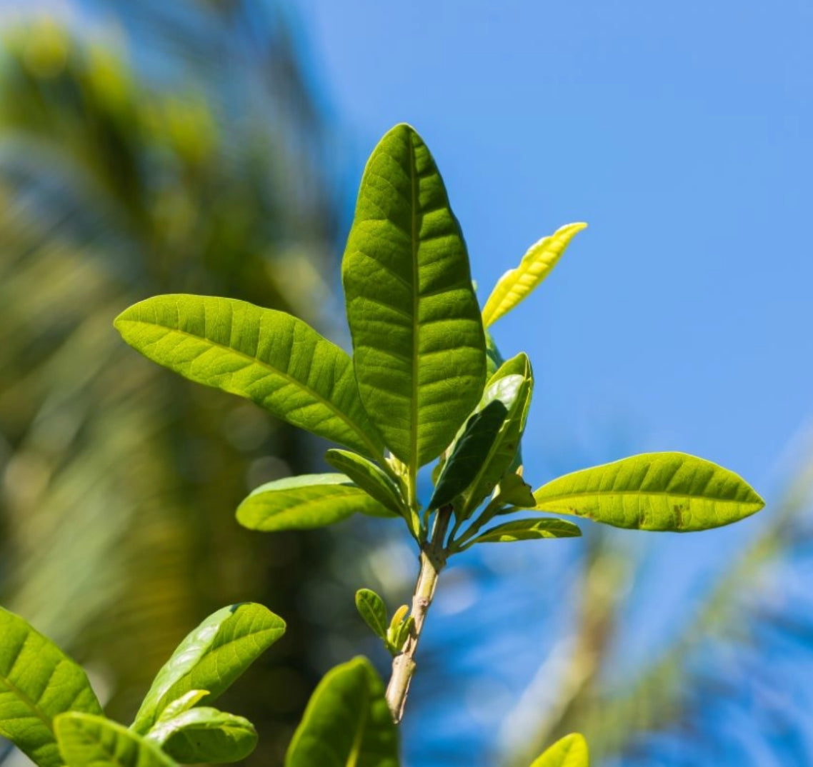 huile essentielle de Ravinsara