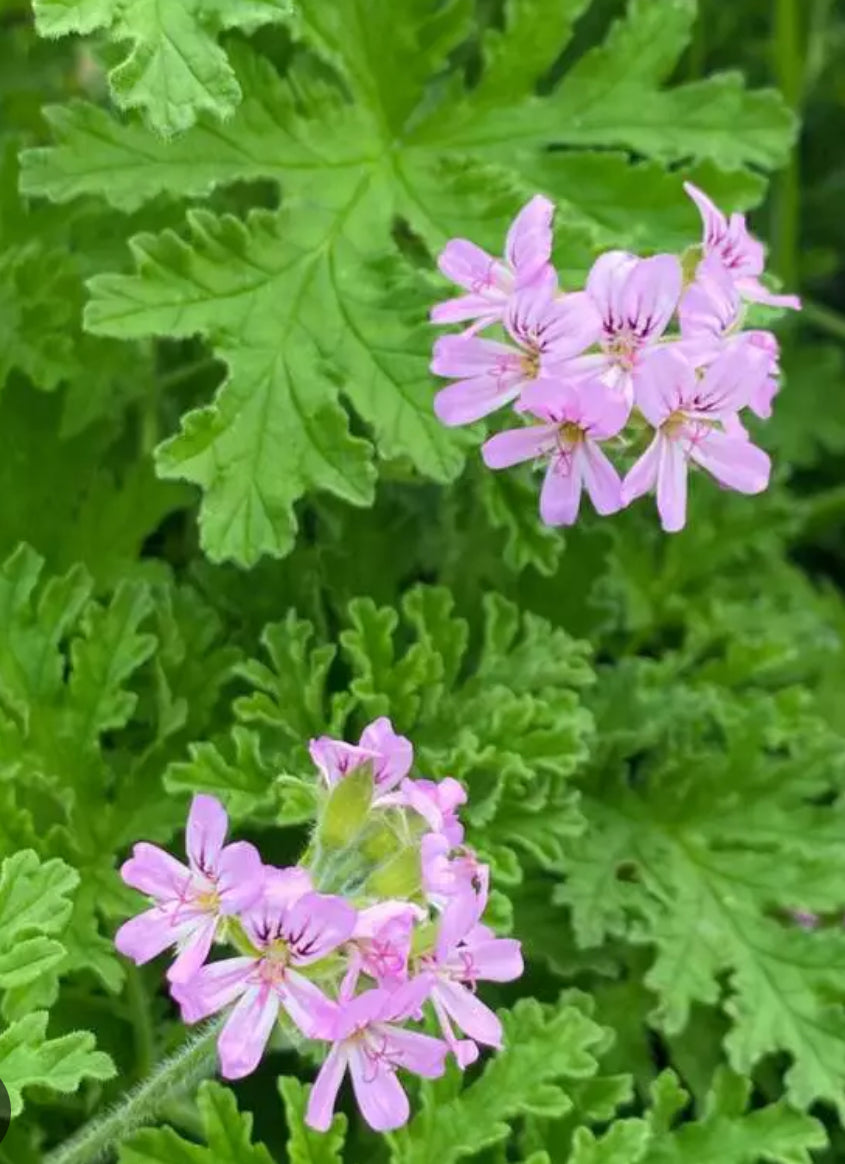 Huile essentielle de géranium Rosat